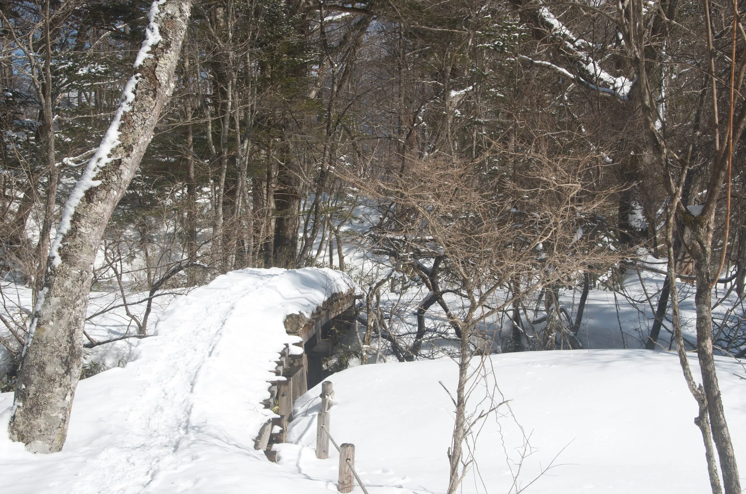 Snow-covered boardwalk bridge on the Senjogahara trail, Nikko Japan