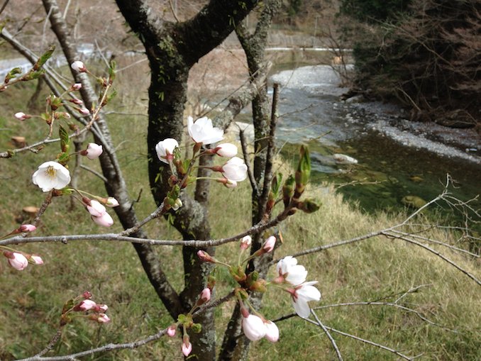 cherry blossoms in Nikko