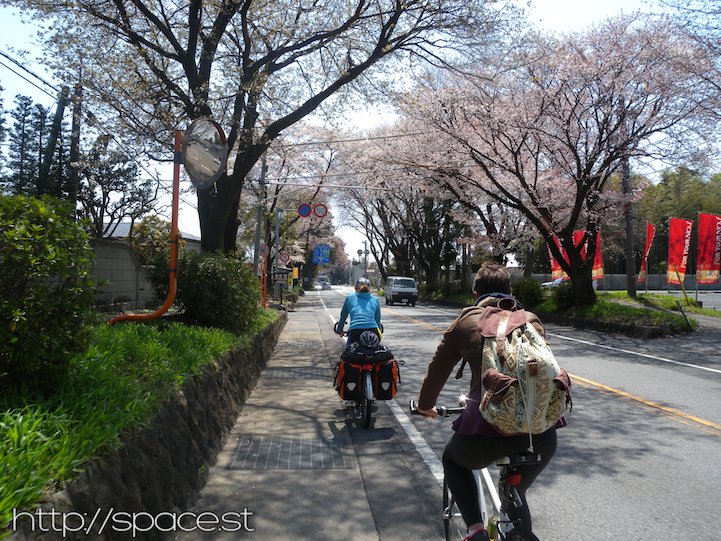 cycling canopies of Cherry Blossoms Nikko Kaido