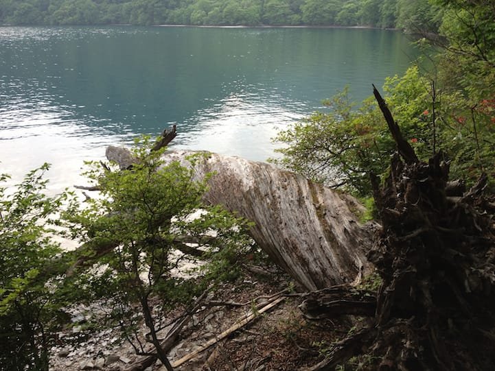 twisted fallen trees from ages past