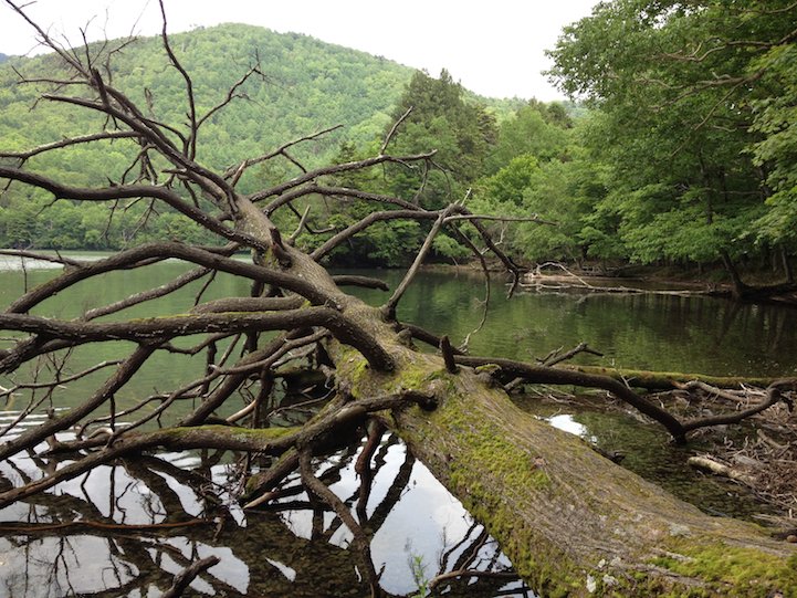 many fallen treees on the hiking path of Lake Yu (yunoko)