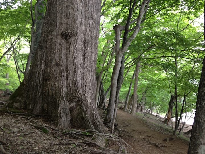 an enormous tree along the path