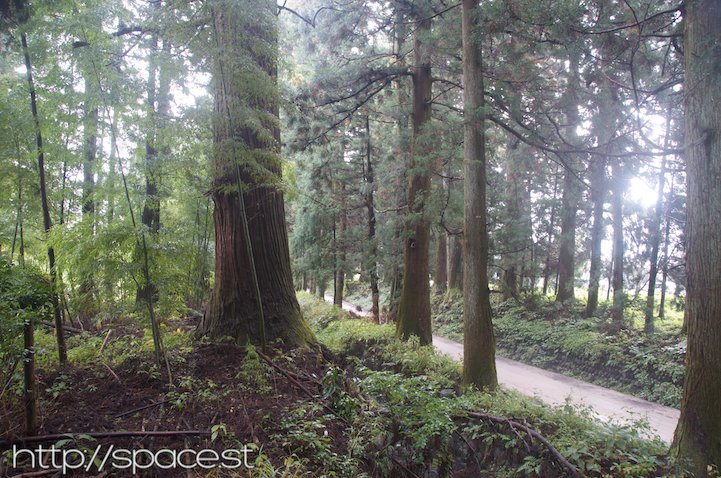 a beautiful path amongst the Japanese pine trees