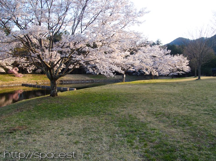 The cherry blossoms have also started to bloom at the nearby park.