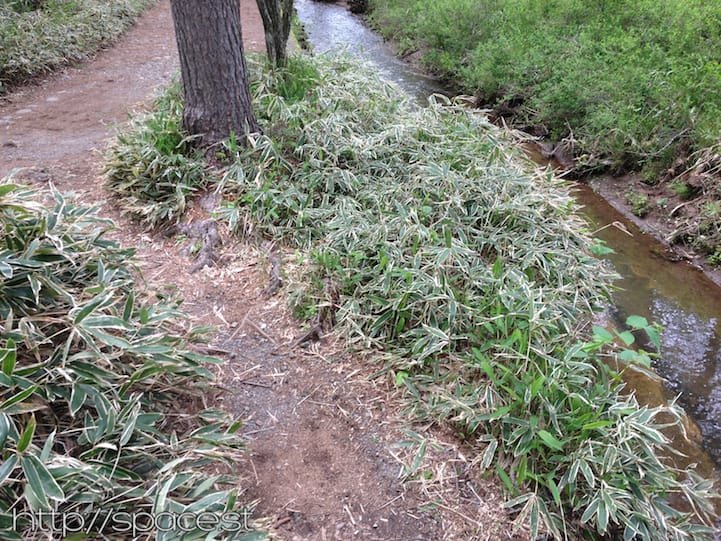 The trail from Akanuma starts pretty simple following Yu river (yukawa)