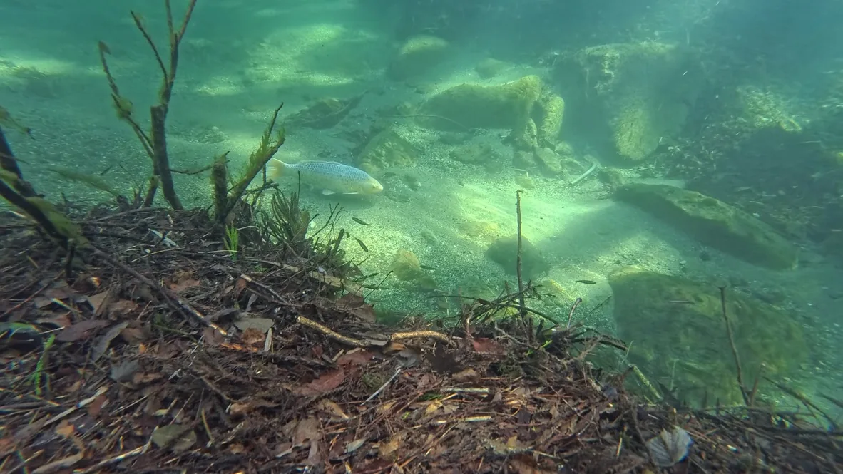 A fish in the clear water of the Kurokawa River near Earth Hostel, Nikko