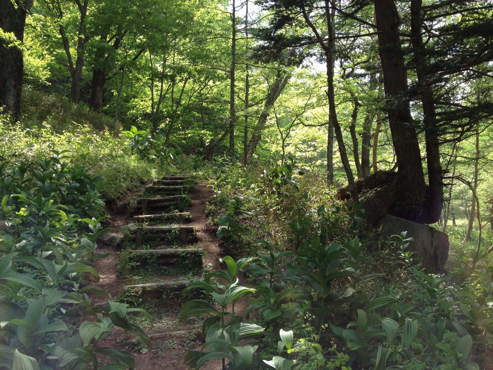 Stone steps at the start of the climb, Takayama hiking trail, Nikko Japan