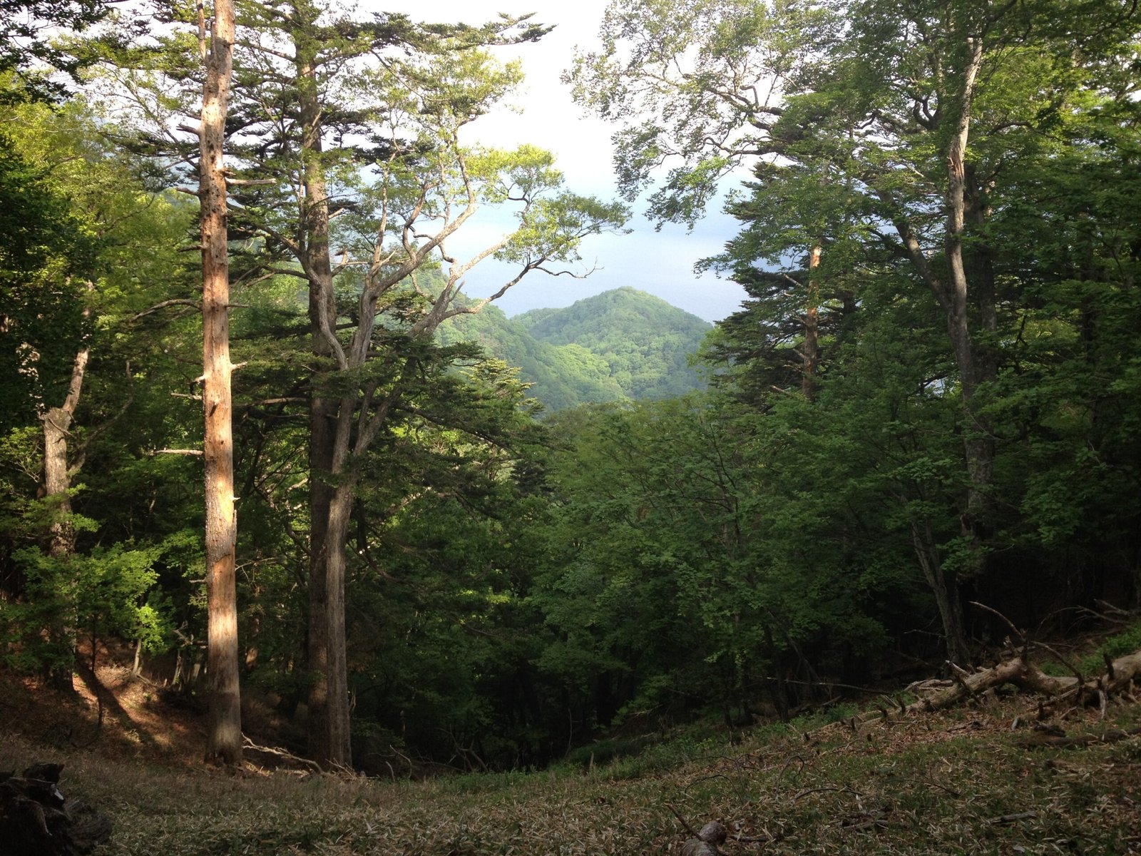 Dense wooded trail with a break in the trees, Takayama hiking trail, Nikko Japan