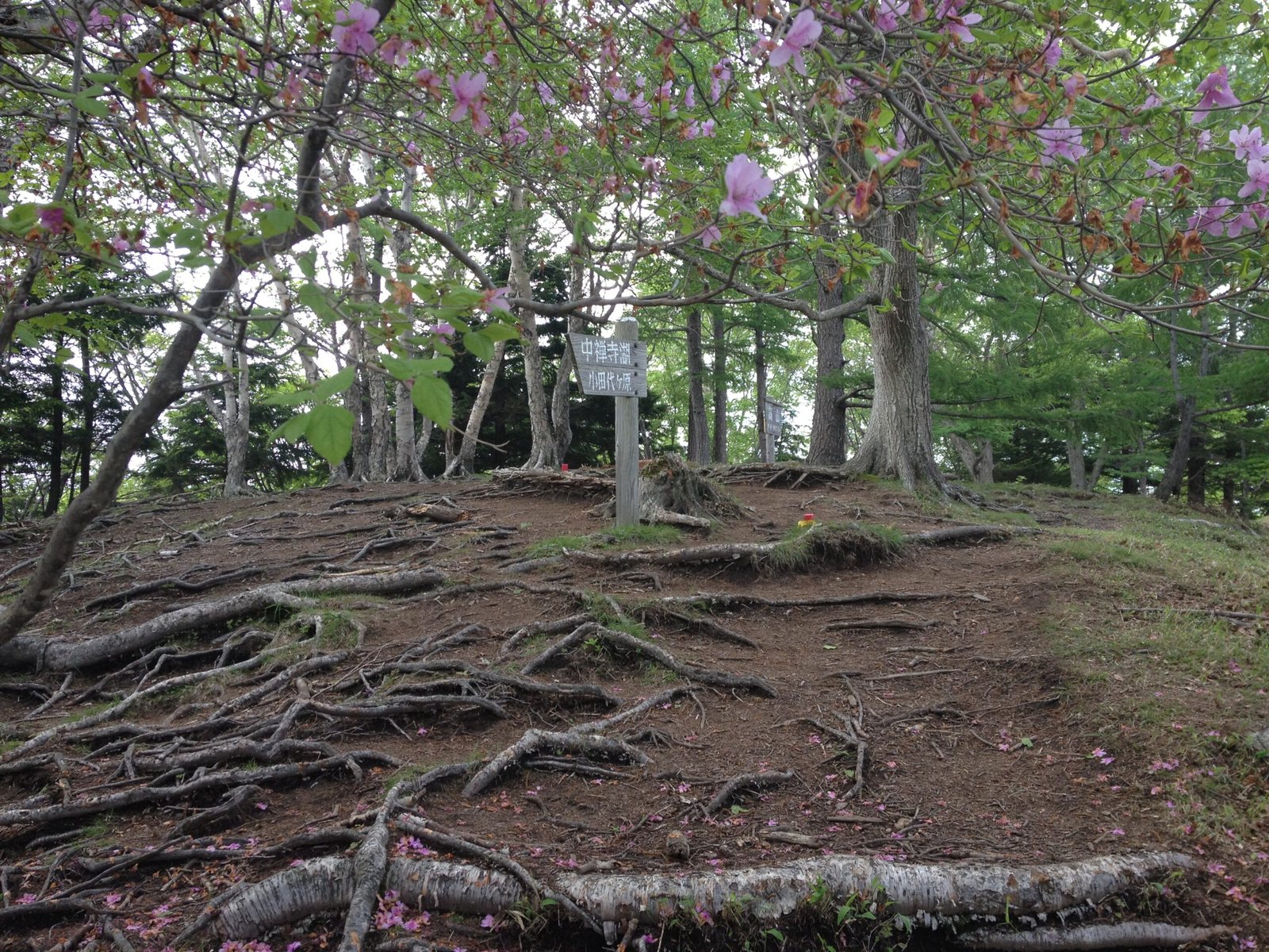 Wildflowers on the ridge with the peak behind, Takayama hiking trail, Nikko Japan