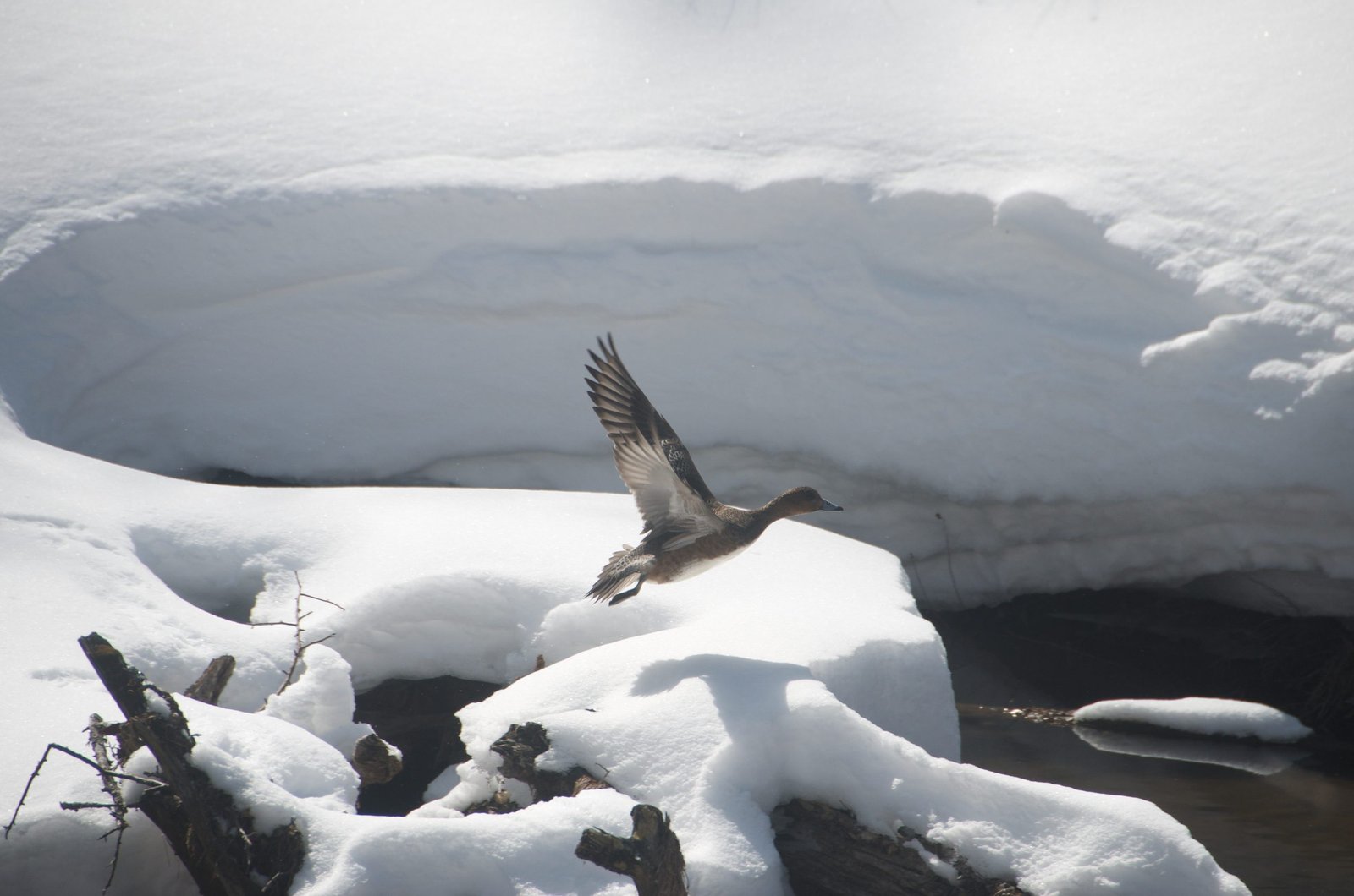 Duck taking flight from the Yukawa in snow, Senjogahara, Nikko Japan
