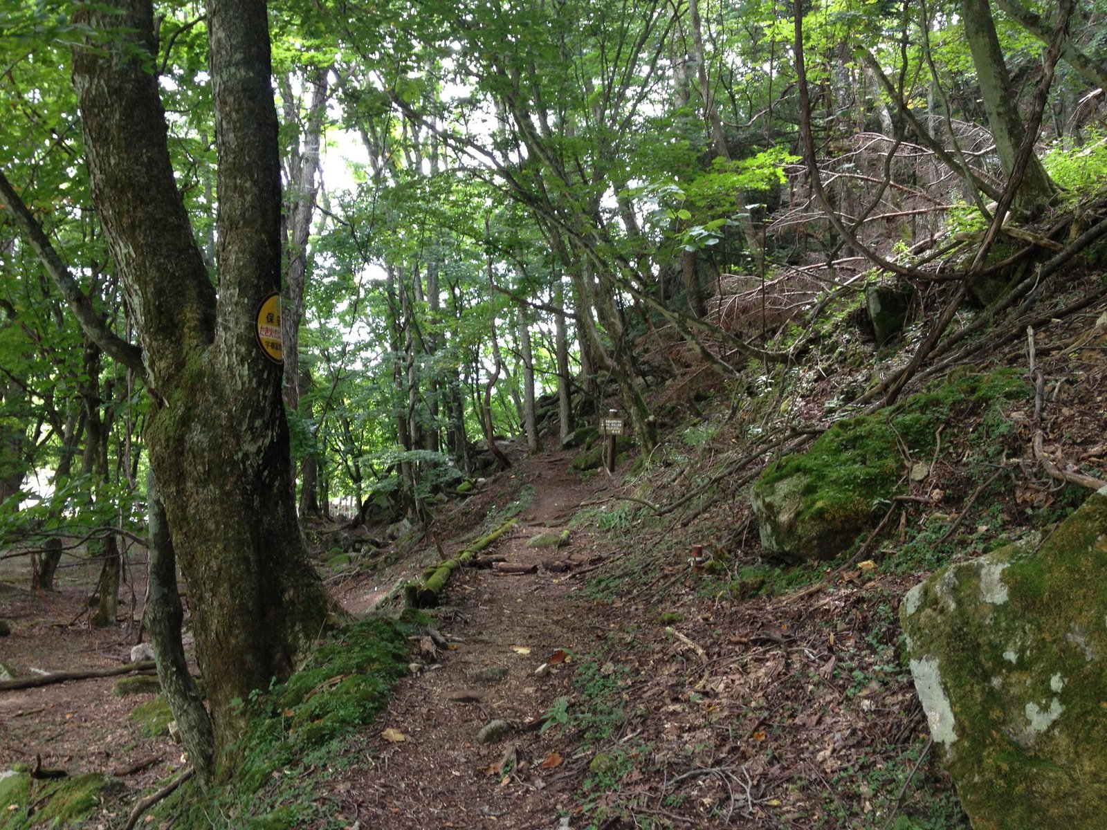 Forest trail climbing away from Shobugahama beach, Lake Chuzenji north shore trail, Nikko Japan