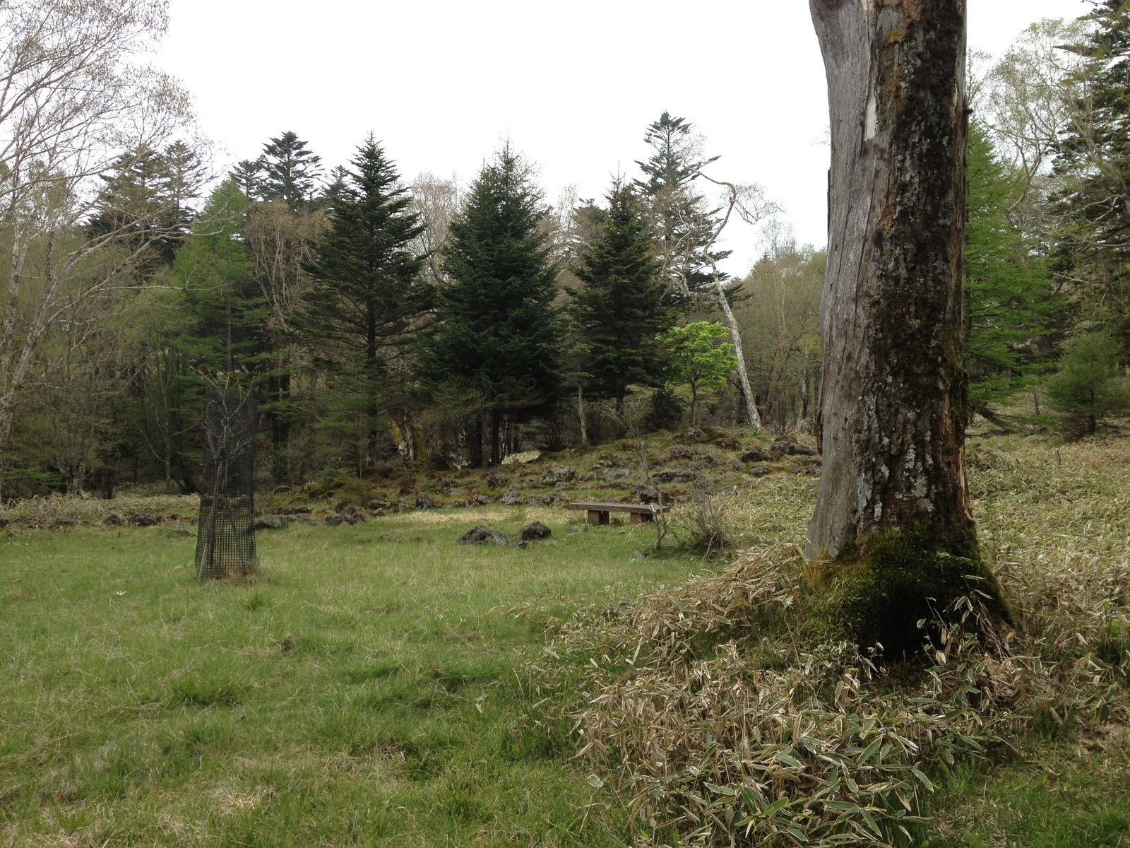 There is certainly much wildlife in this area. Sit down and enjoy the bird chirps and smaller creatures