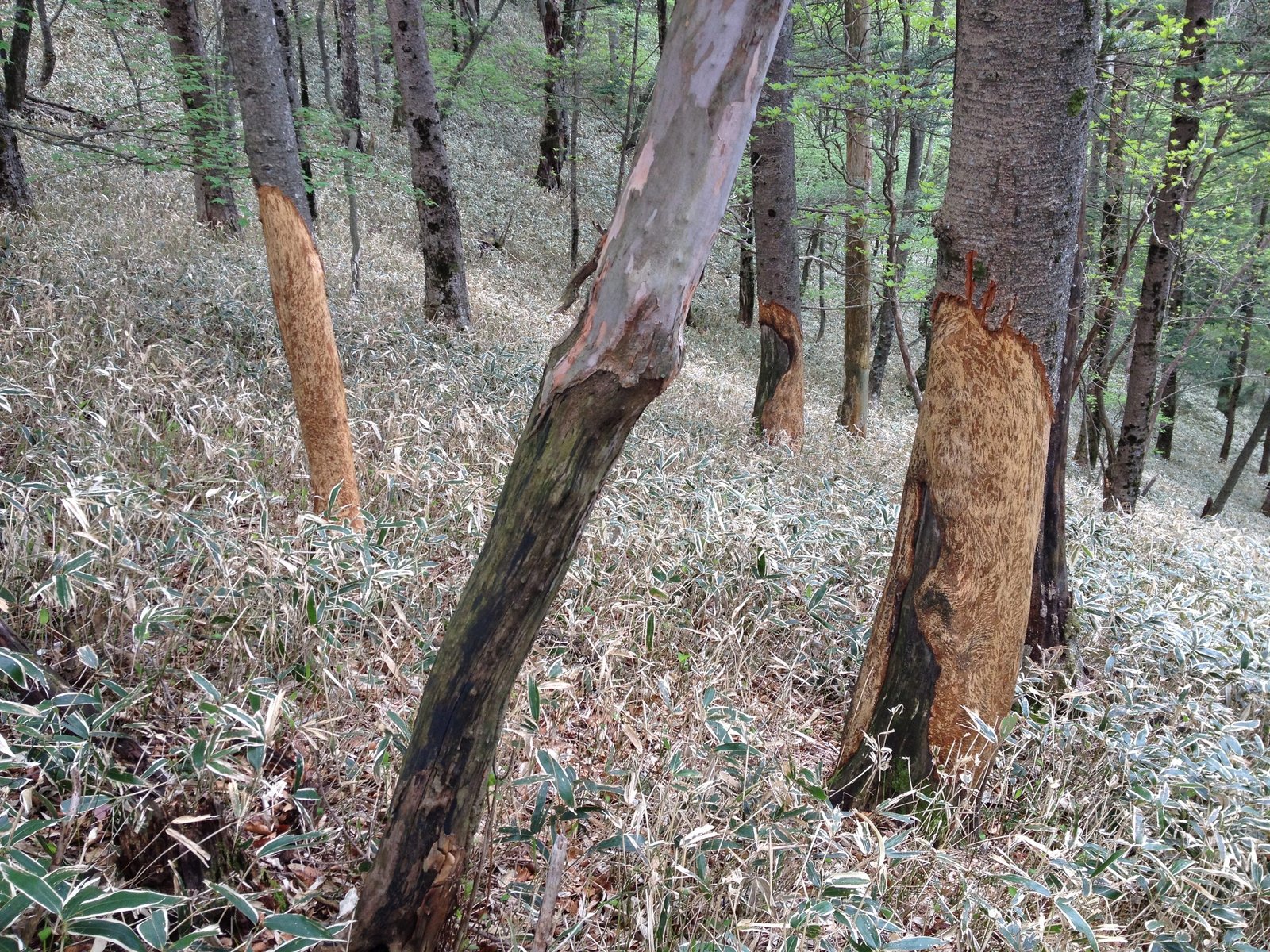 In Nikko, you will often see trees with a net around the trunks, the reason is that the deer will do this to them