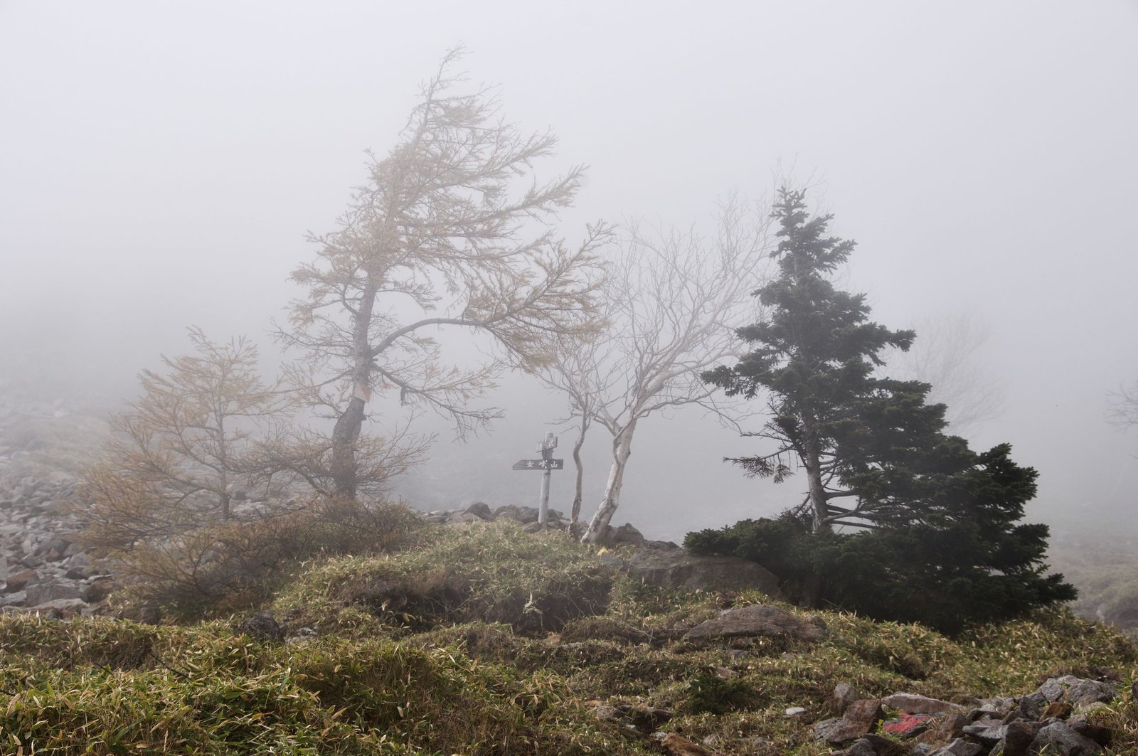 Trail marker among wind-bent trees in mist near the base, Nyoho Mountain hiking trail, Nikko Japan