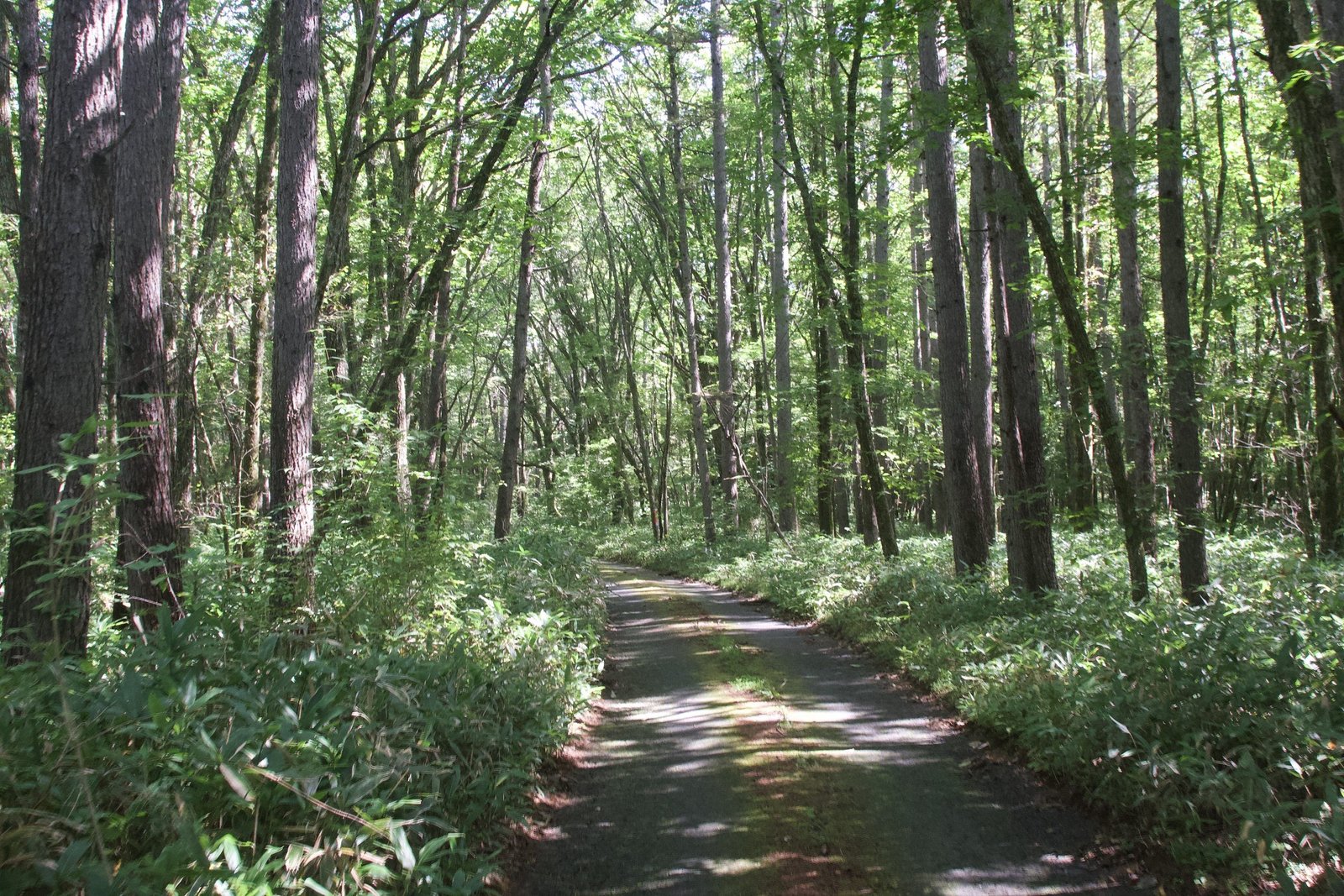 Forest path approaching the northern Nantai trailhead, Nikko Japan