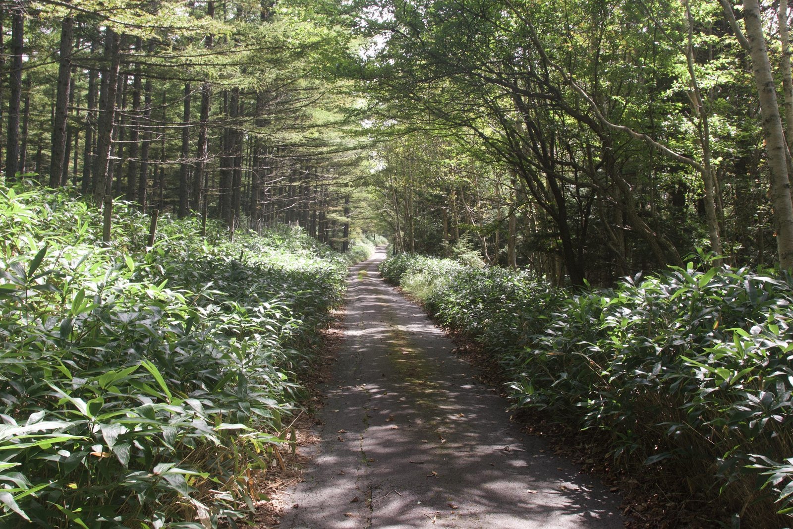 Quiet forest road leading to the northern Nantai trailhead, Nikko Japan
