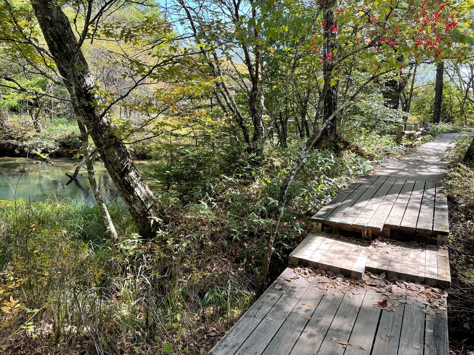 Guelder rose beside the Senjogahara boardwalk and the Yukawa (Yu River), Nikko Japan