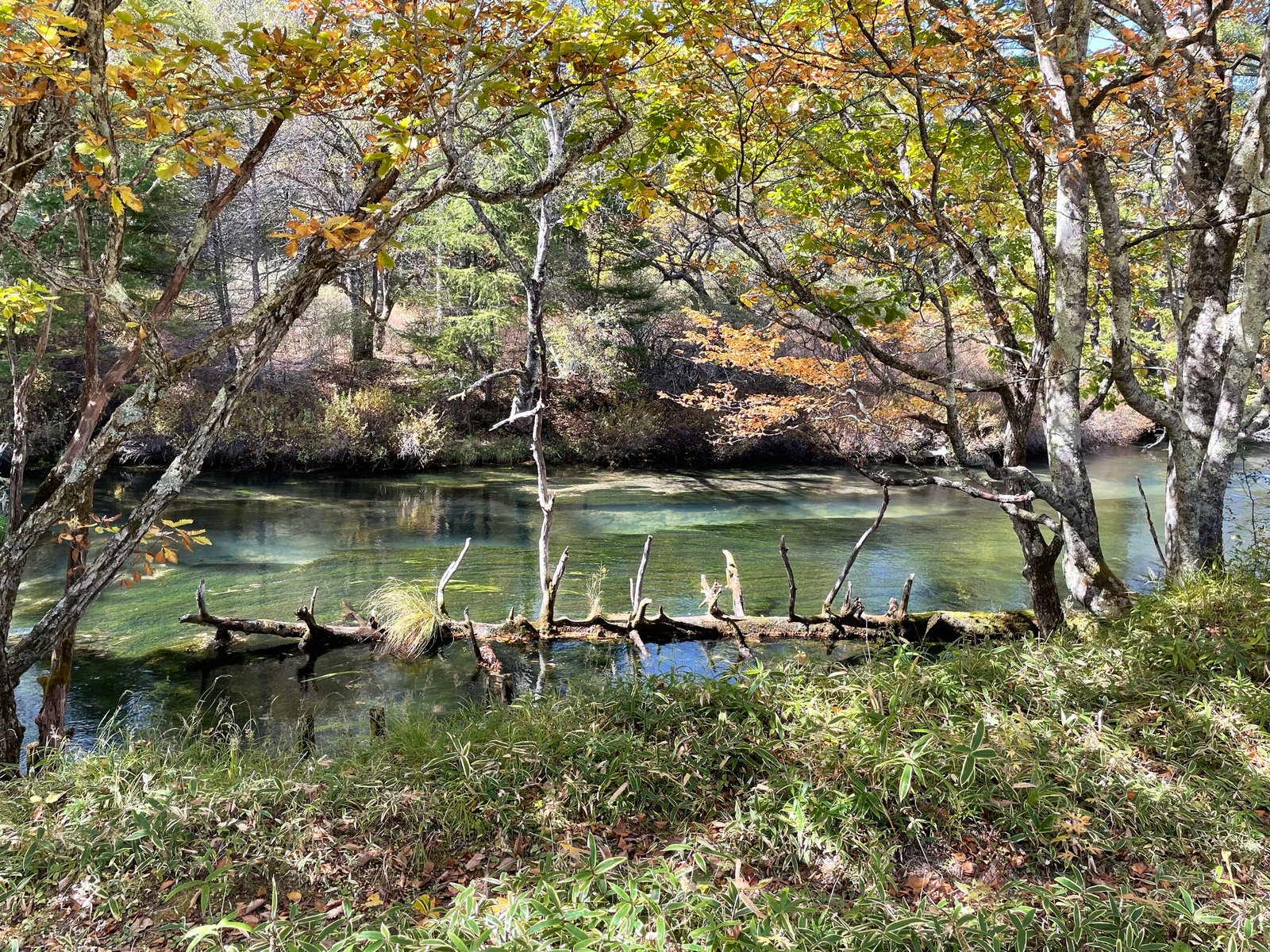 The Yukawa (Yu River) seen from the Senjogahara boardwalk trail, Nikko Japan
